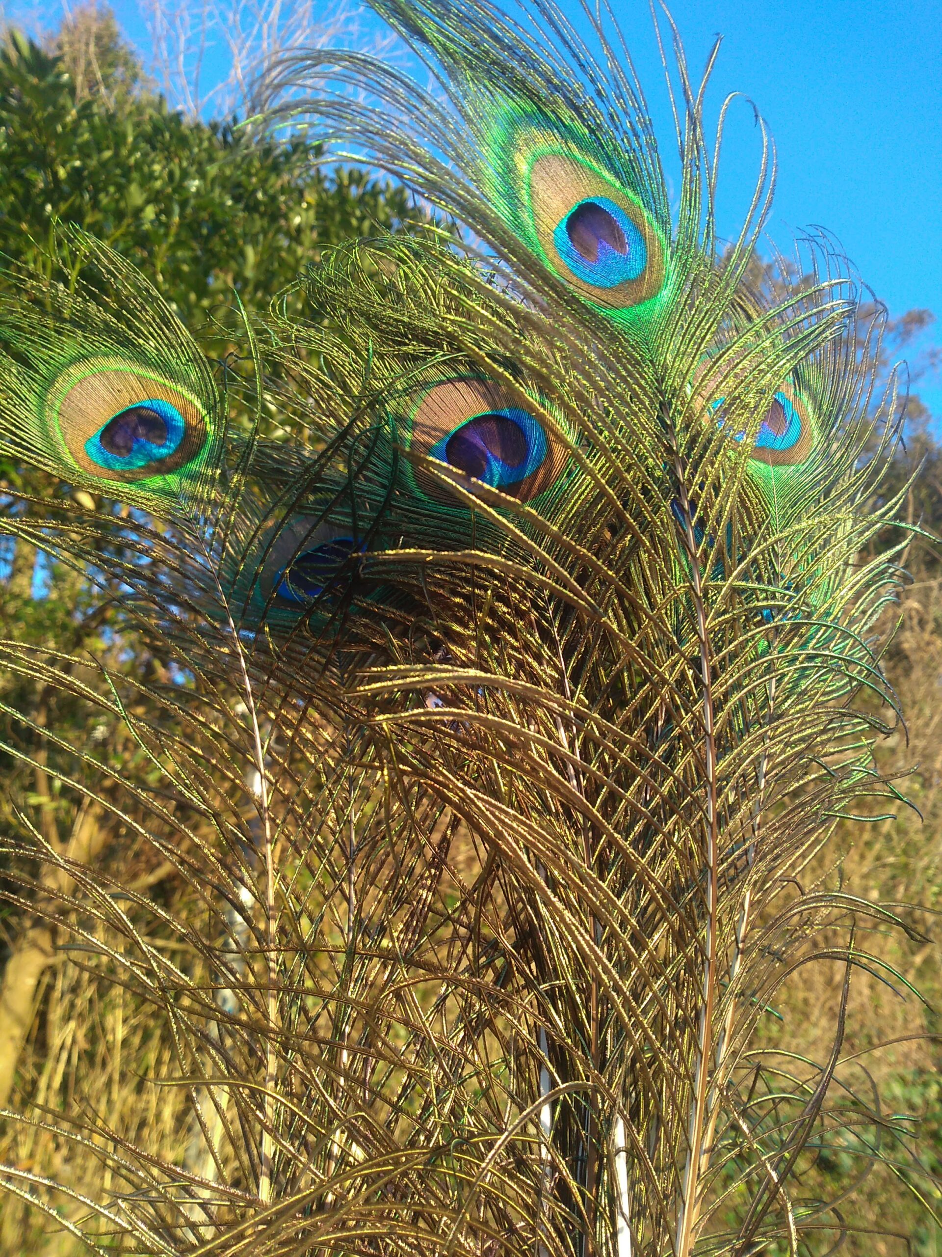 Peacock in the countryside